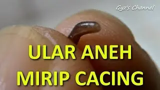 Ular Aneh Mirip Cacing