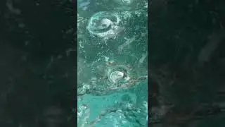 Watch these beautiful shrimp glide gracefully through the water! #RASAquaculture #underwaterbeauty