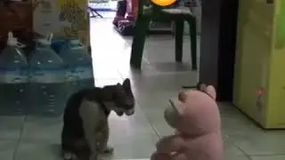 Нетипичная Махачкала борец Кот
