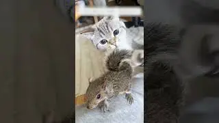 A man was walking home when a squirrel latched onto him and followed him.