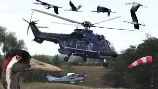 [HD] Police Helicopter AS332 Super Puma departure with heavy bird traffic