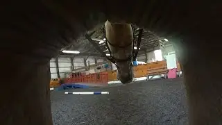 Girth Cam at Sebastian Riding Associates (Thunder)