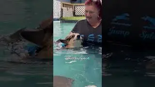 Olympic events my corgis would win a medal in