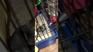 Жулька активничает🐭#хозяйничаемвместе @dom-dela#джунгарскийхомяк