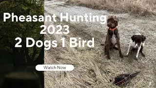 Late Season Pheasants!  Keeping the Bird Dogs Active!
