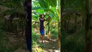 Deleafing lakatan #farmer