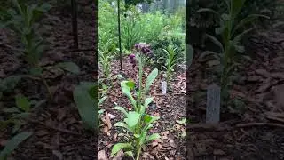 Rainy Morning in the Garden 🌧️ 🌱 ☔️ 🥰