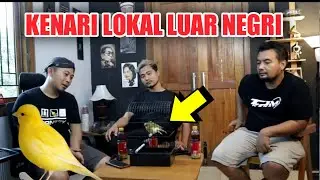Apa Sih Bedanya Kenari Lokal Luar Negri FIFE FANCY dengan Lokal Indonesia?