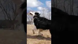 Border Collie - I love it