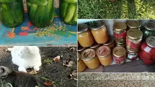 #обо_всем /урожай /уборка /фобия /котейки