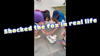 Everyone was shocked when they saw the fox in real life