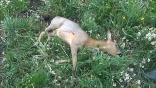 2015 06 В гостях у Романыча