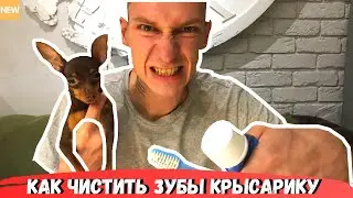 Как чистить зубы собаке / Маленькая собака / Пражский Крысарик