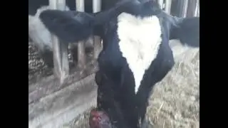 Suffering Cow with a huge tumor