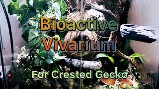 Bioactive Vivarium - Crested Gecko
