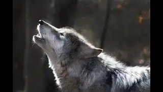 My new intro
