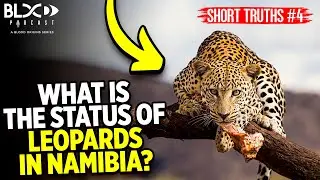 Short Truths #4: What is the status of Leopards in Namibia?