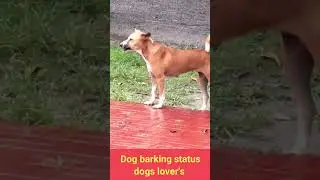 Dog barking in the fields 