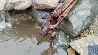 Koi Pond Construction Day 6