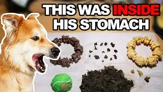 This Dog ate WHAT? - Reddit Recap #2