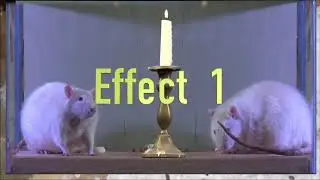 Worms Roaches Bugs Micedemo