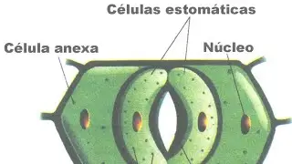 Como as plantas respiram?