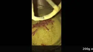 How To Make An Olive Cake? [HTM]