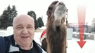 Символ Челябинской области.Верблюд.