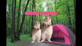 я и лес #malinkaplay2468 #котики #лес