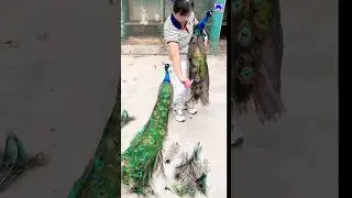 Attractive peacock feathers #peacock #shorts #bdsports #love #song #bollywood #hindisong