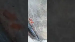 Мышка-попрыгун.