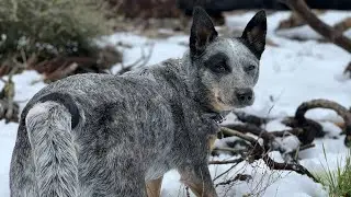 CRAZY? Or NOT? BLUE HEELERS/ Australian Cattle Dogs