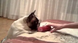 наш французик нюша и ее любимая игрушка