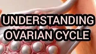 Understanding ovarian cycle