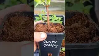 😱  Твоя соседка уже знает! Где купить гортензию мечты?  😱Прекрати мечтать, начни сажать!