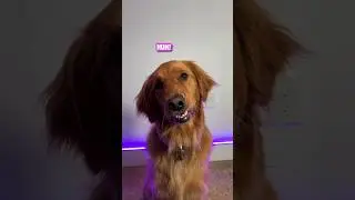 My Dog Reacts to Funny Dog Videos