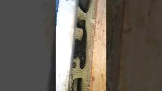 пчёлы зимуют на воле 