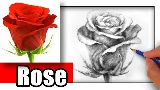 How to Draw a Rose with Pencil the Easy Way