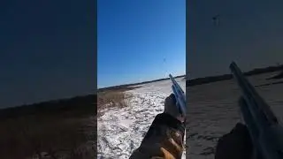 мечта охотника | охота на фазан