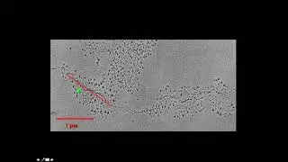 Cytogenetics I   Gene Activity
