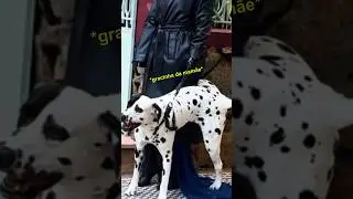 O verdadeiro @PerrengueChique 😅