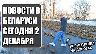 Новости в Беларуси сегодня 2 декабря. Минск сегодня. Корнеплоды на дорогах. Последние новости.