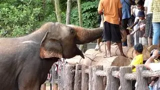 Elephant eating fruit at Pinnawala