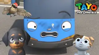 🚌Tayo Popüler bölümlerden oluşan bir koleksiyon🚗 l #5 Hayvan arkadaşlarla oynayın🦜🐾 l TAYO