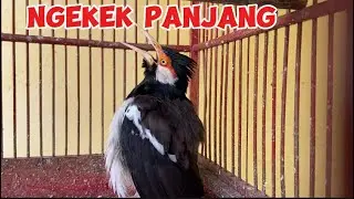 Masteran Jalak suren gacor full isian Lovebird ngekek