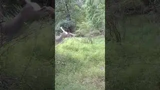 Trail Cam Footage Aug 20-25 2024 White Tail Deer