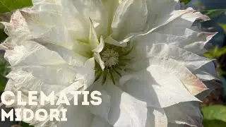 Clematis - Midori 4K