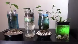Caring for fish in aquarium of plastic bottle