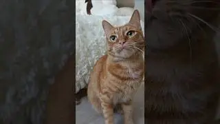 ❤️Кот Артём❤️