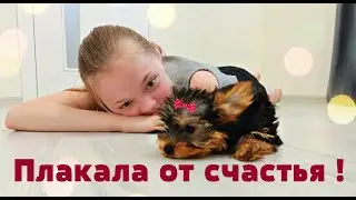 Диана плакала от счастья ! Подарили Мини Йорка РЕАКЦИЯ!